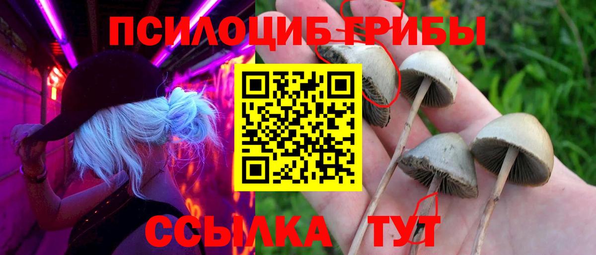 Псилоцибиновые грибы Cubensis  Псилоцибиновые грибы мицелий  Троицк  Вход с VPN 